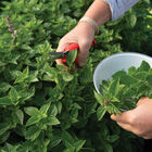 Everleaf Lemon Citrus Basil