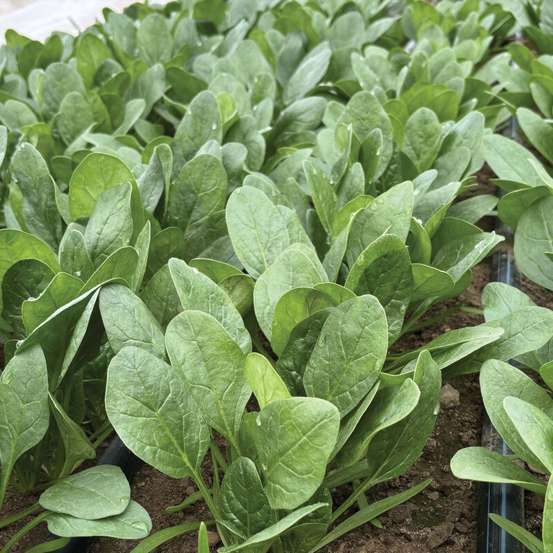 Tragopan Smooth-Leaf Spinach