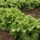 Starfighter Lettuce