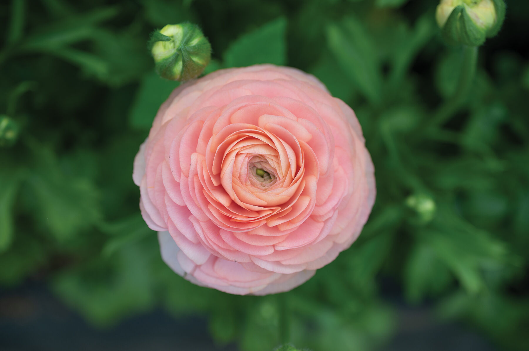 Romance&trade; Salerno&reg; Ranunculus