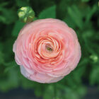 Romance™ Salerno® Ranunculus