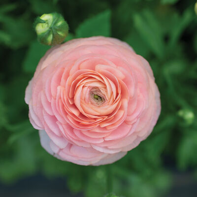 Romance™ Salerno® Ranunculus