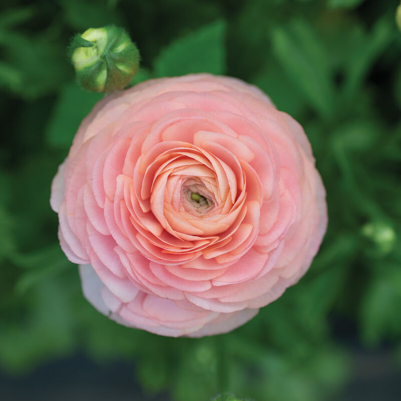 Romance™ Salerno® Ranunculus