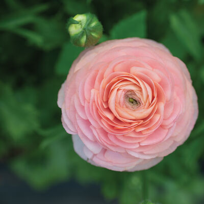 Romance™ Salerno® Ranunculus
