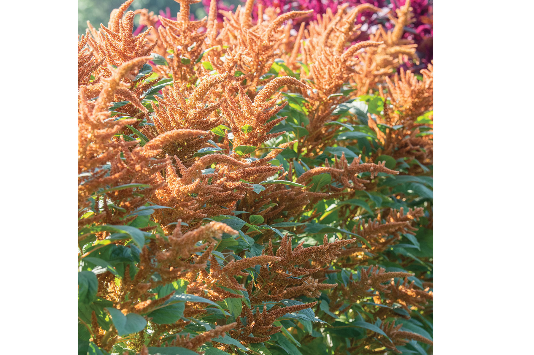 Hot Biscuits Amaranthus