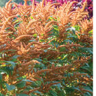 Hot Biscuits Hot Biscuits Amaranthus
