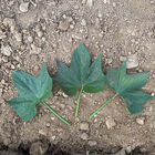 Purple Majesty Sweet Potatoes