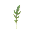 Nemesis Arugula (Roquette)