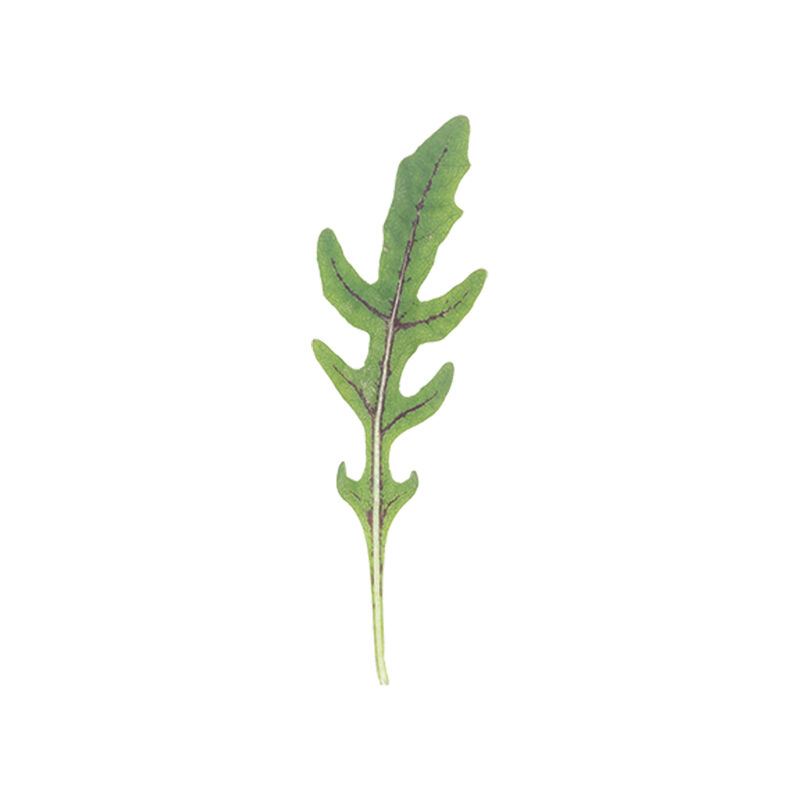 Nemesis Arugula (Roquette)