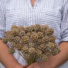 Starflower Scabiosa (Pincushion Flower)