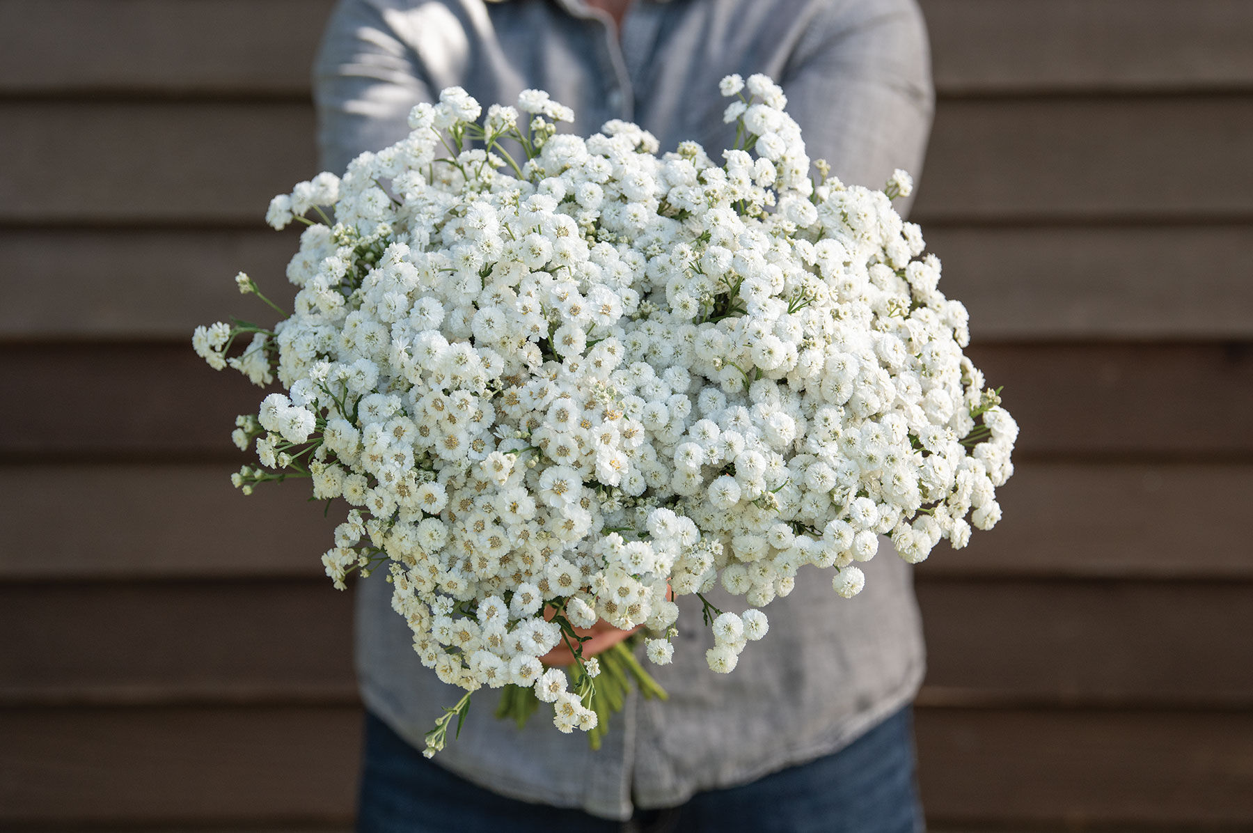 The Pearl - Yarrow Seed | Johnny's Selected Seeds