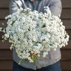 The Pearl Yarrow