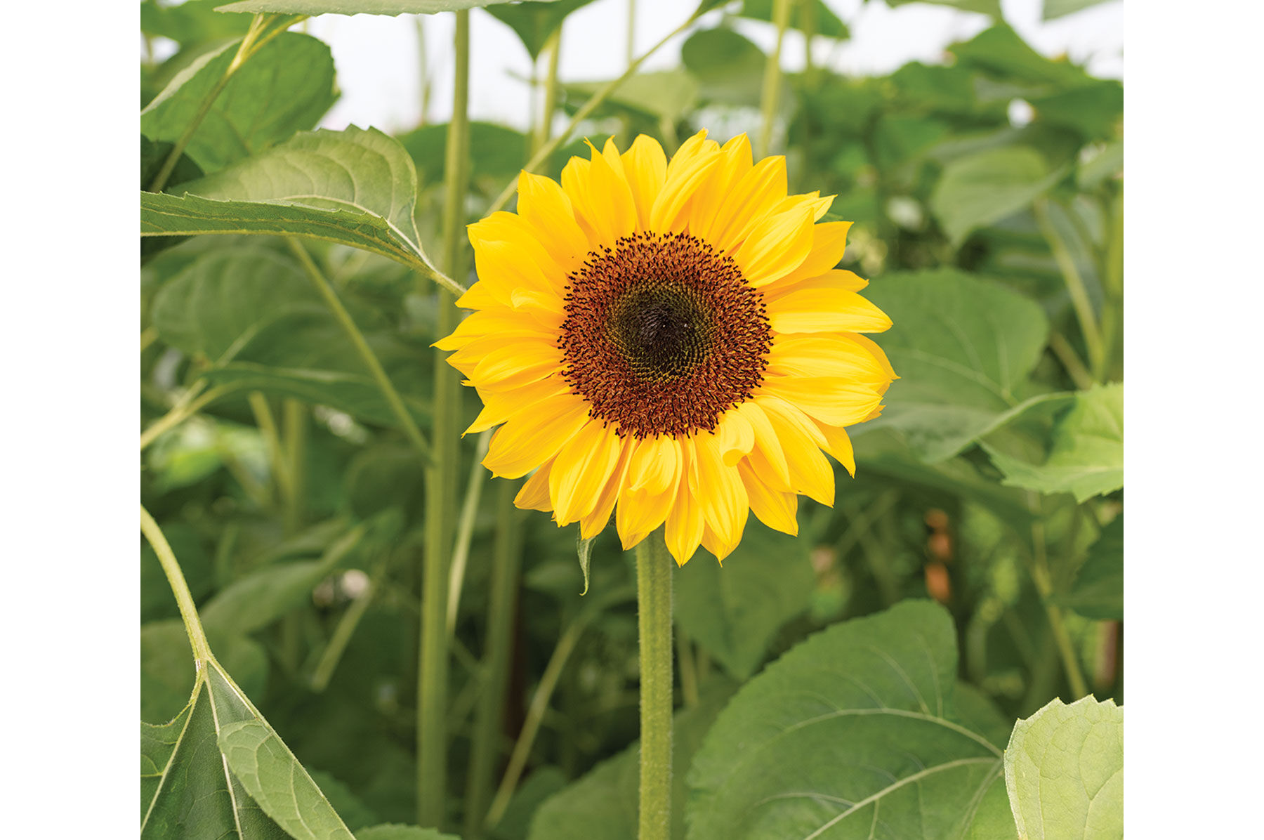 Tall Sunflower Seeds | Johnny's Selected Seeds