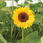 ProCut® Horizon Tall Sunflowers
