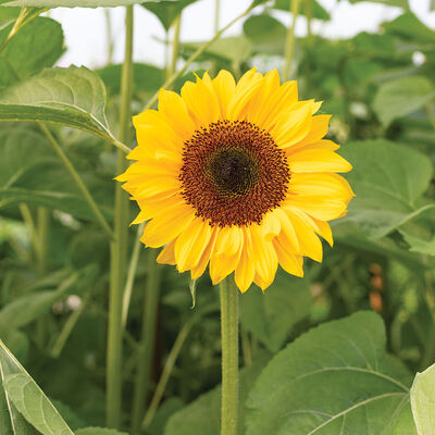ProCut® Horizon Tall Sunflowers