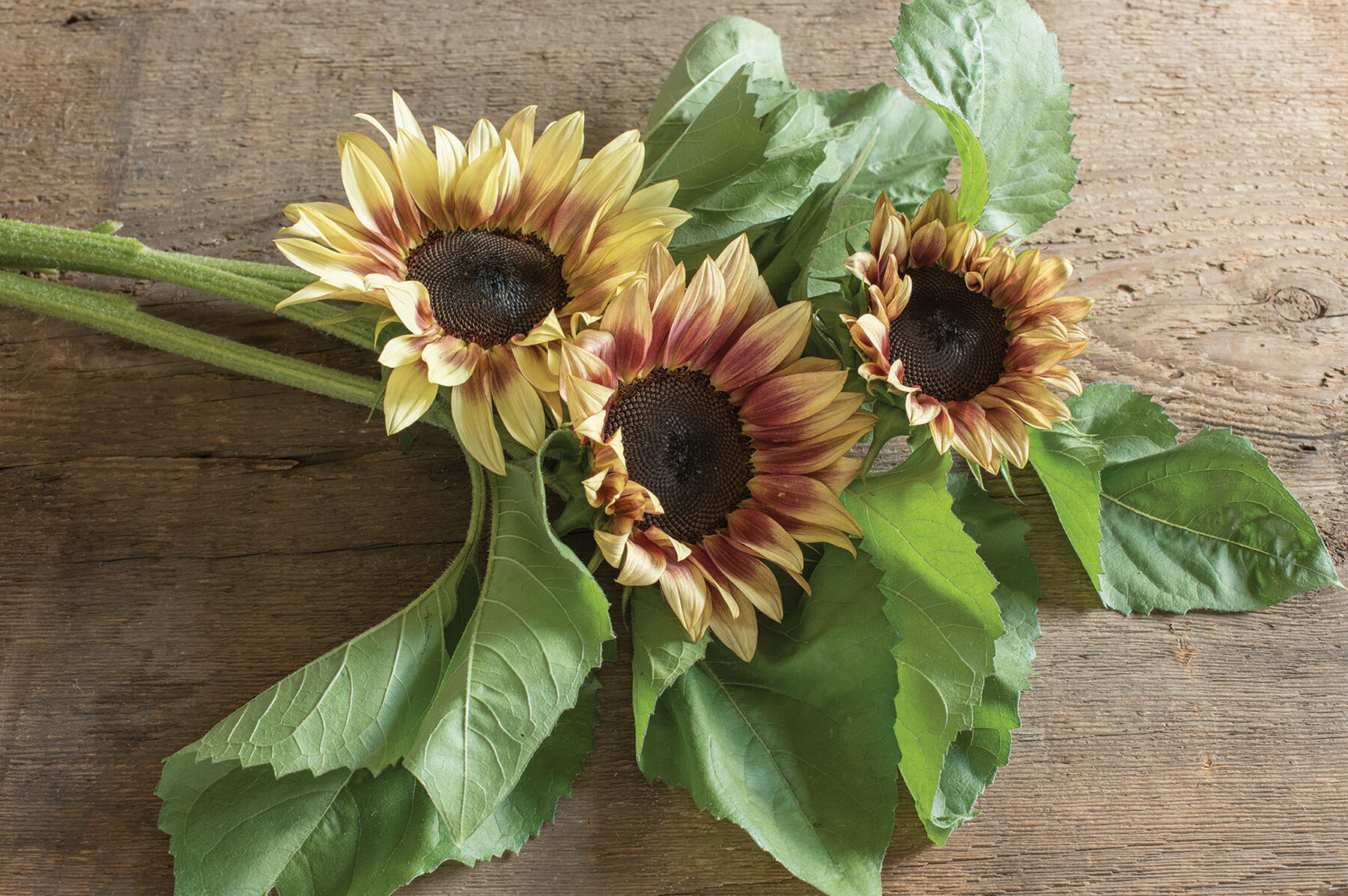 ProCut&reg; Plum Tall Sunflowers