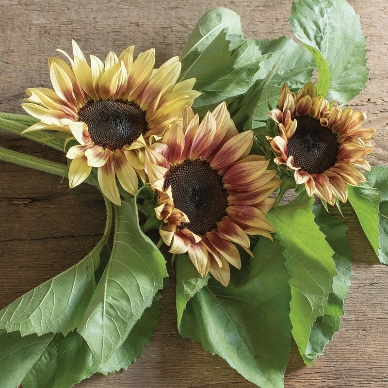 ProCut® Plum Tall Sunflowers