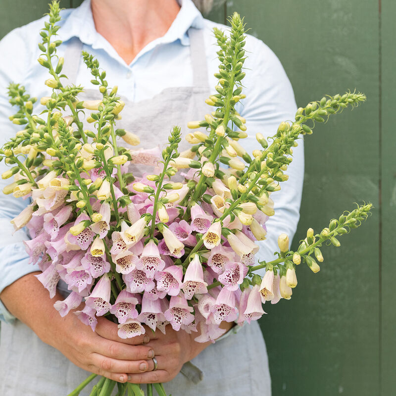 Camelot Lavender Digitalis (Foxglove)