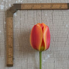 Apeldoorn's Elite Tulips