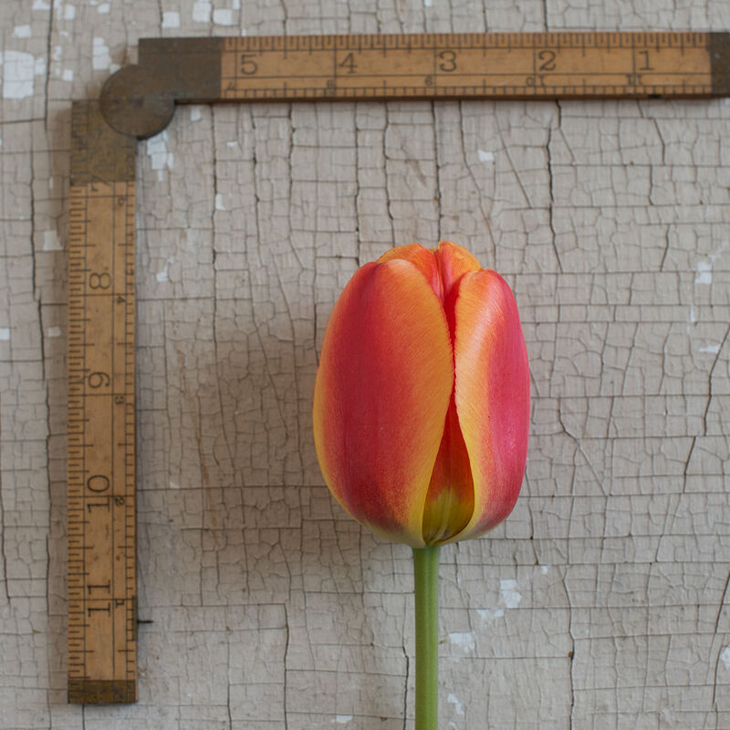 Apeldoorn's Elite Tulips