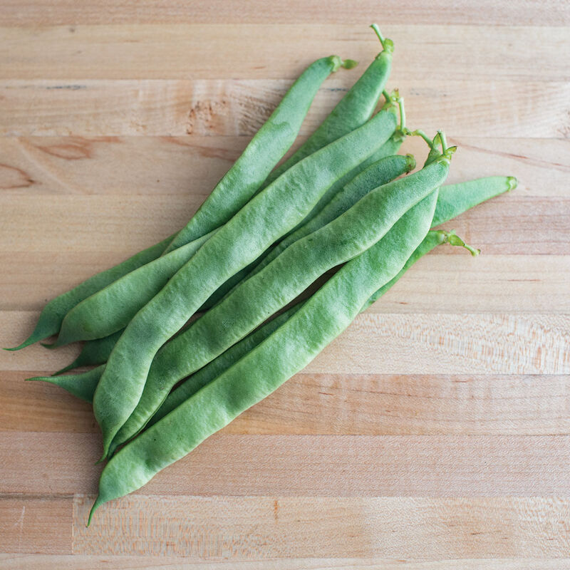 Jumbo Organic Bean Seed Johnny's Selected Seeds