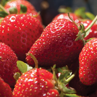 Elan Organic Fruits