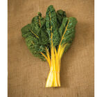 Bright Yellow Swiss Chard