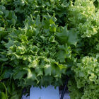 Salanova® Green Batavia Salanova® Lettuce