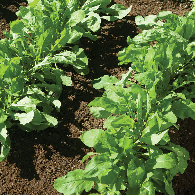 Astro Arugula (Roquette)