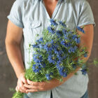 Miss Jekyll Dark Blue Nigella
