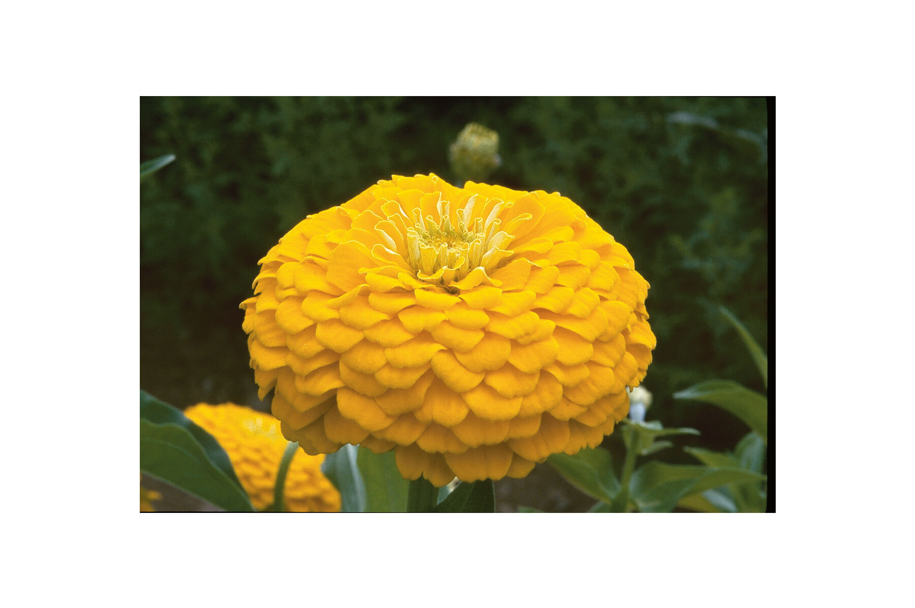 Johnny's Selected Seeds Benary's Giant Zinnia Seed - Thumbnail 4