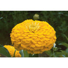 Benary's Giant Golden Yellow Benary's Giant Series