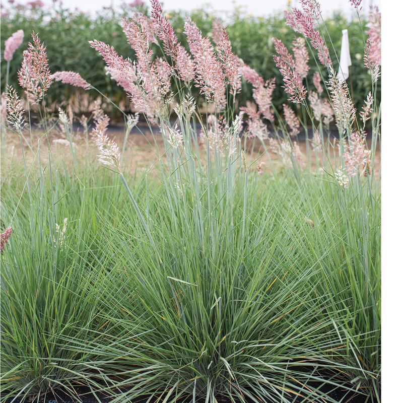 Savannah Grass Grasses, Ornamental