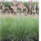Savannah Grass Grasses, Ornamental
