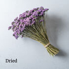 Tall Blue Planet Ageratum