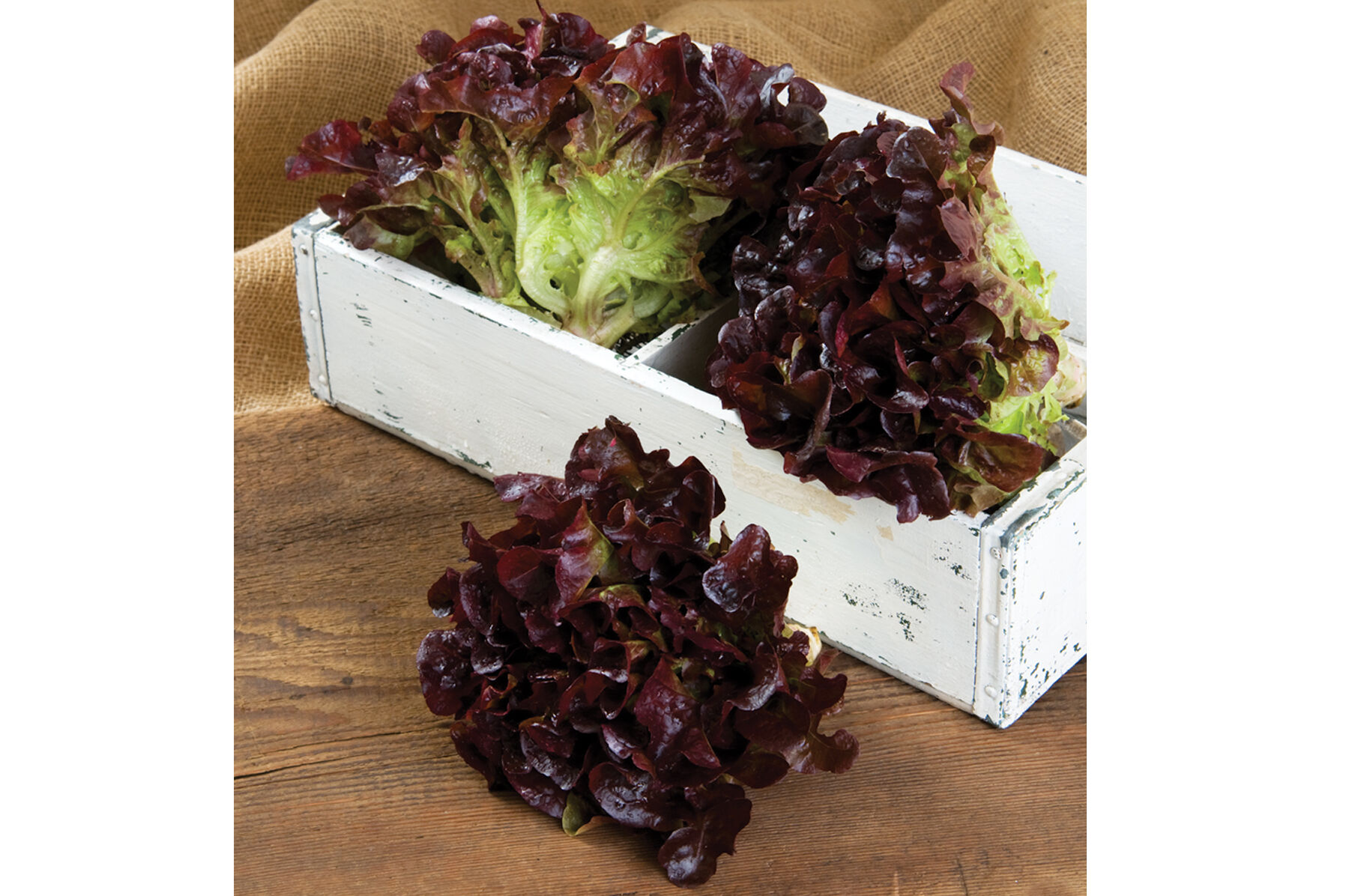 Rouxai Oakleaf Lettuce