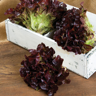 Rouxai Rouxai Oakleaf Lettuce