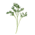 Menuette Leaf Parsley
