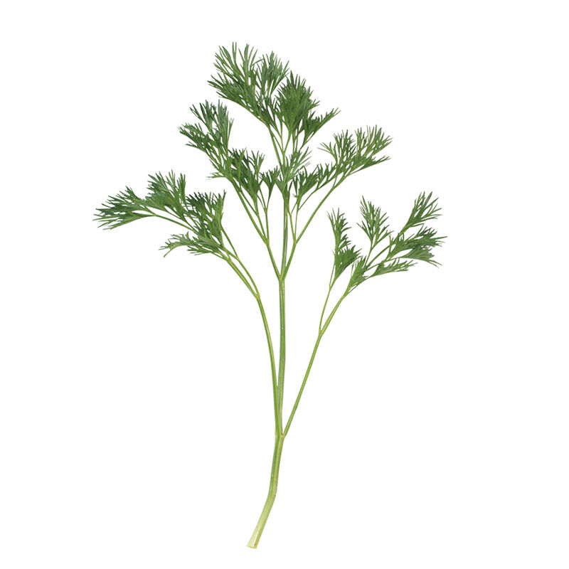 Menuette Leaf Parsley