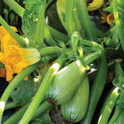 Magda Summer Squash