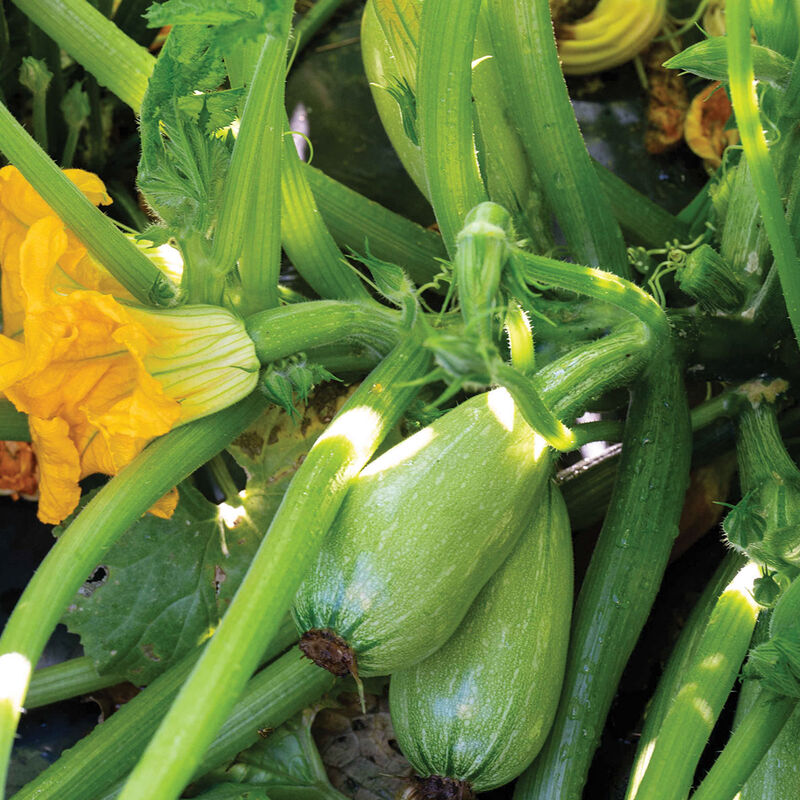 Magda Summer Squash