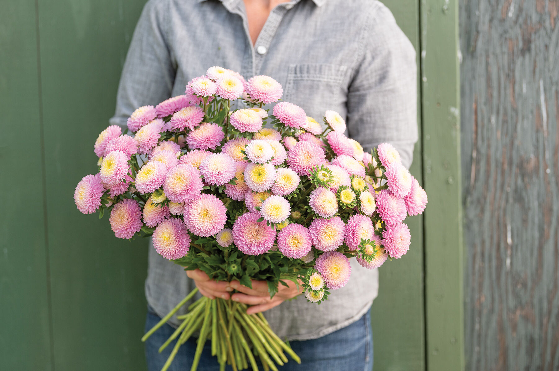 Bonita Shell Pink - Film-Coated China Aster Seed | Johnny's