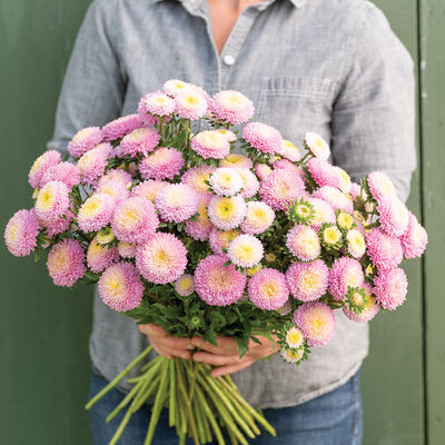 Bonita Shell Pink Bonita Shell Pink Aster
