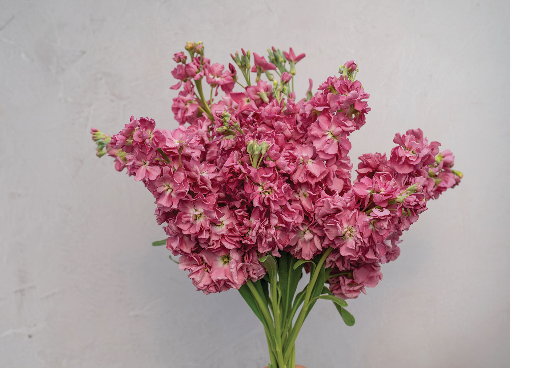 ヴィンテージ　お花 Flower Varieties in Antique Shades | Johnny's Selected Seeds