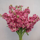 Katz Antique Rose Stock