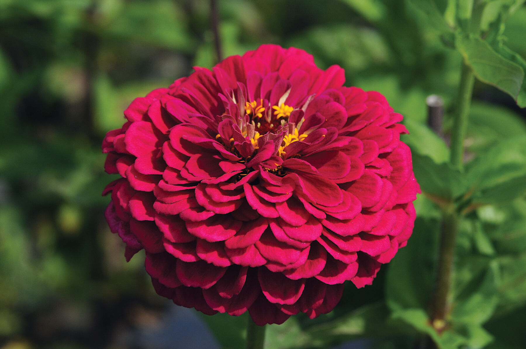 Benary's Giant Wine Benary's Giant Series