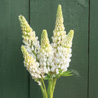 Noble Maiden Lupine