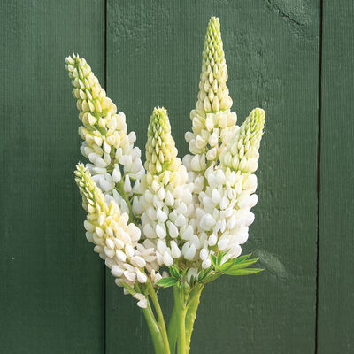 Noble Maiden Lupine