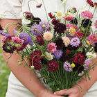 Pincushion Formula Mix Pincushion Formula Mix Scabiosa (Pincushion Flower)