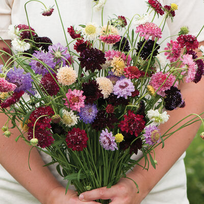 Pincushion Formula Mix Scabiosa (Pincushion Flower)